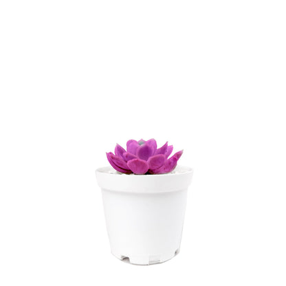 Mini suculenta fucsia