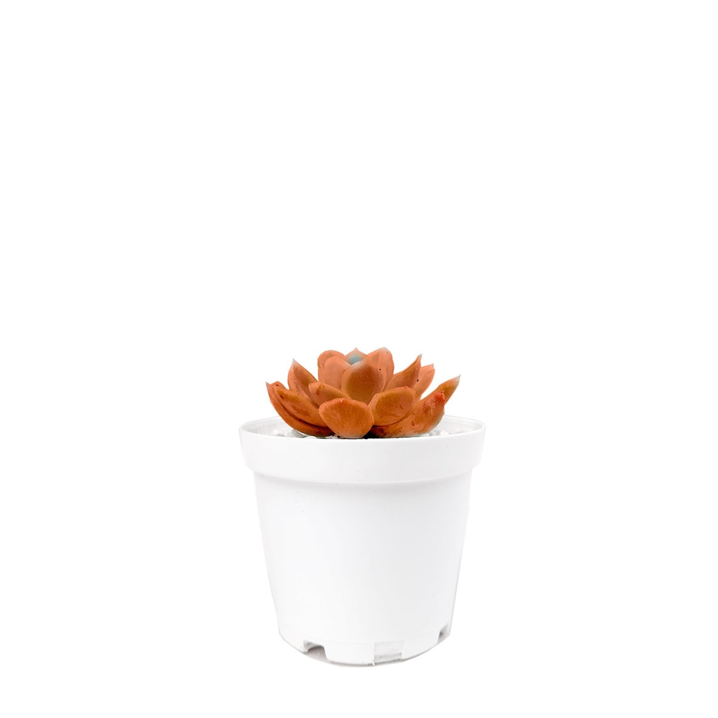 Mini suculenta naranja