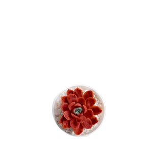 Mini suculenta roja vista desde arriba