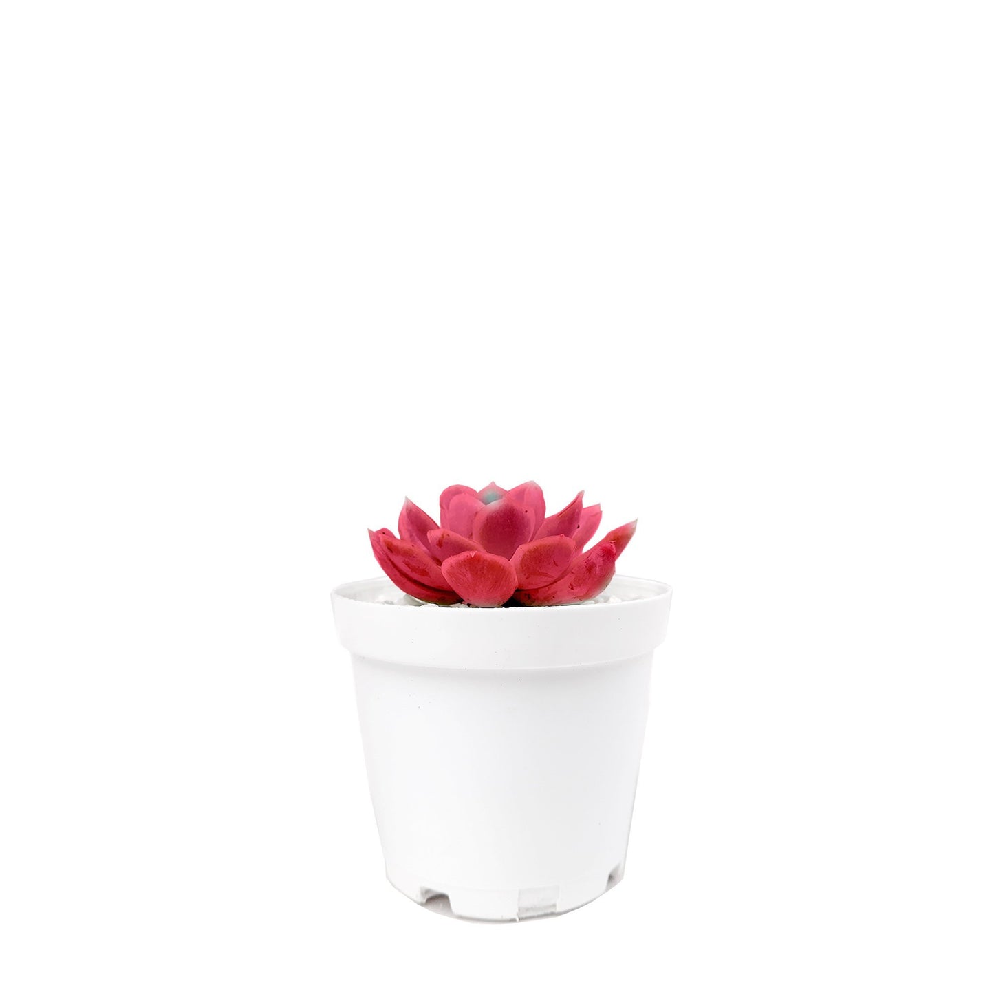 Mini suculenta roja