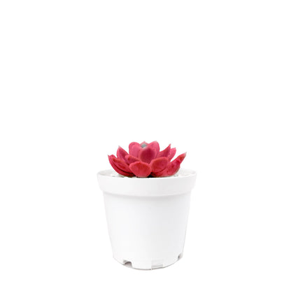 Mini suculenta roja