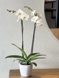 Orquídea Phalaenopsis de dos varas + Matera de cerámica