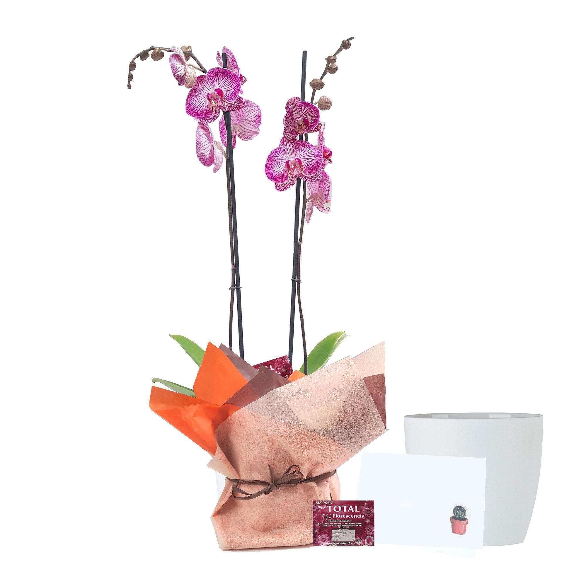 Orquídea de regalo empacada