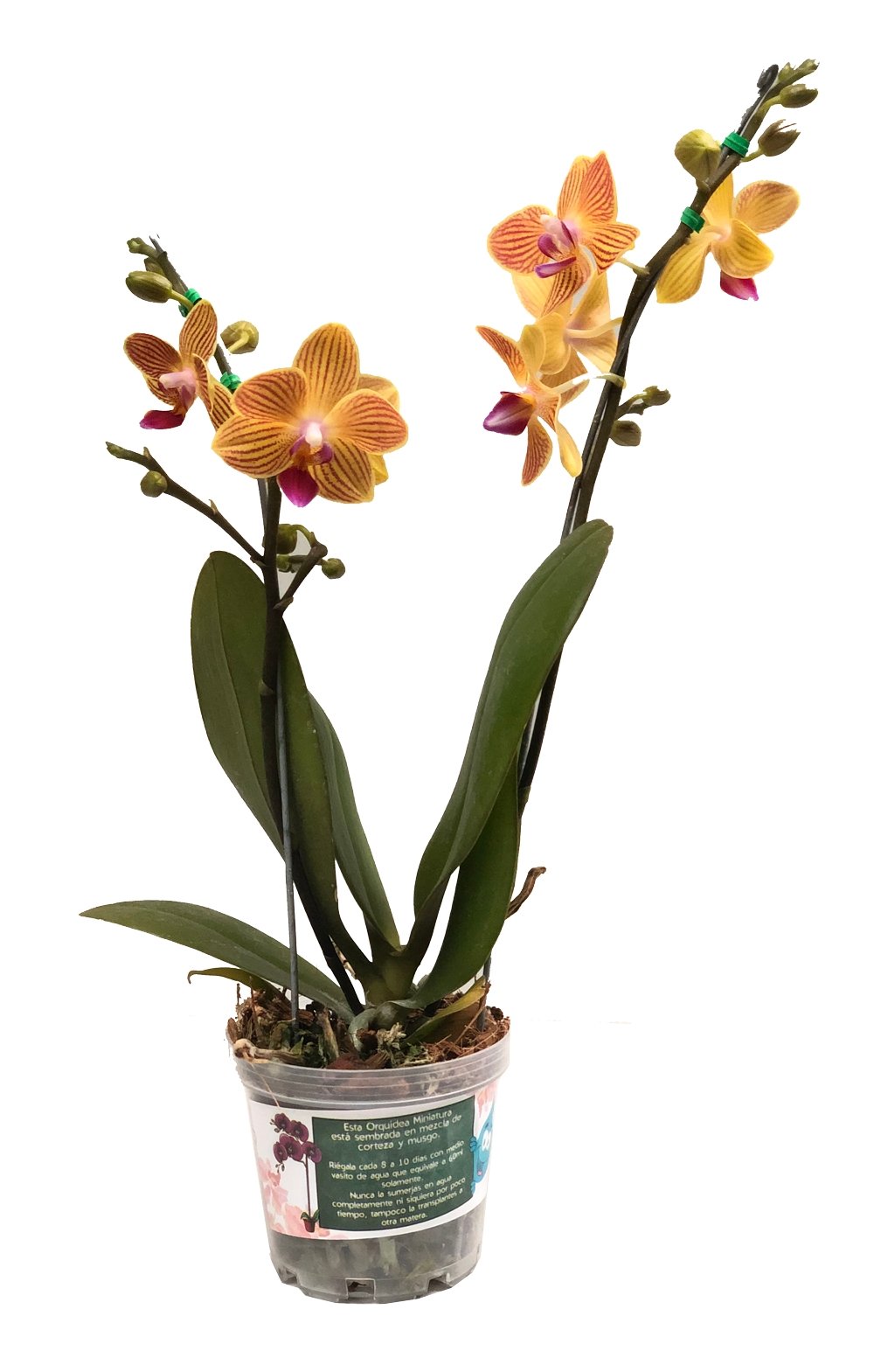 Plano entero de mini orquidea amarilla