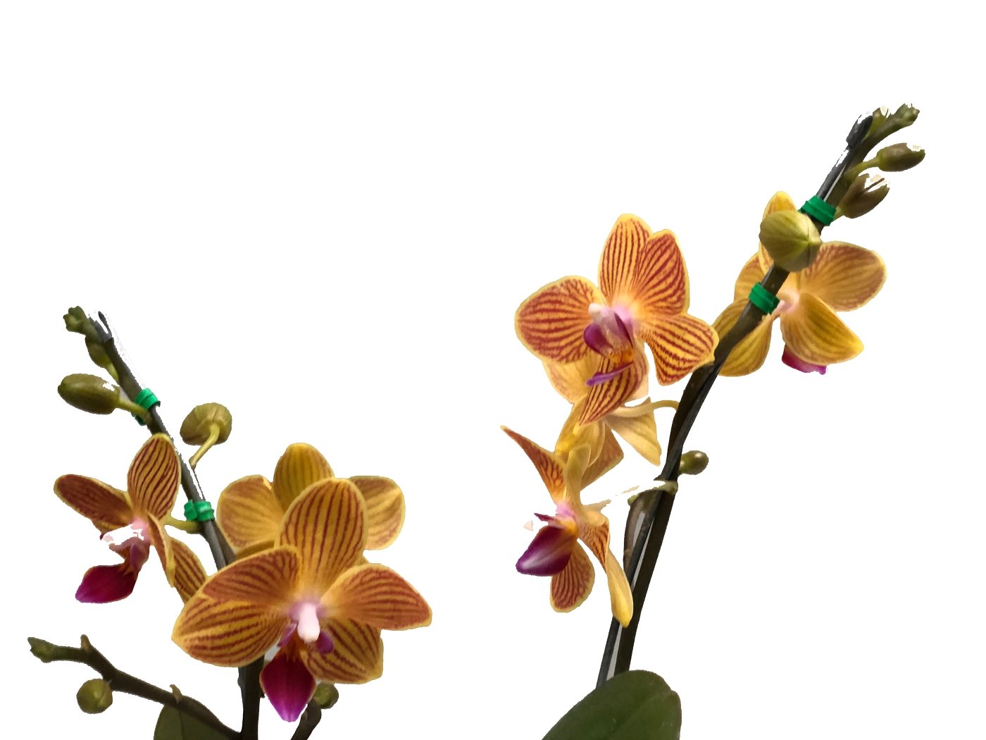 Plano medio de detalle de flor amarilla