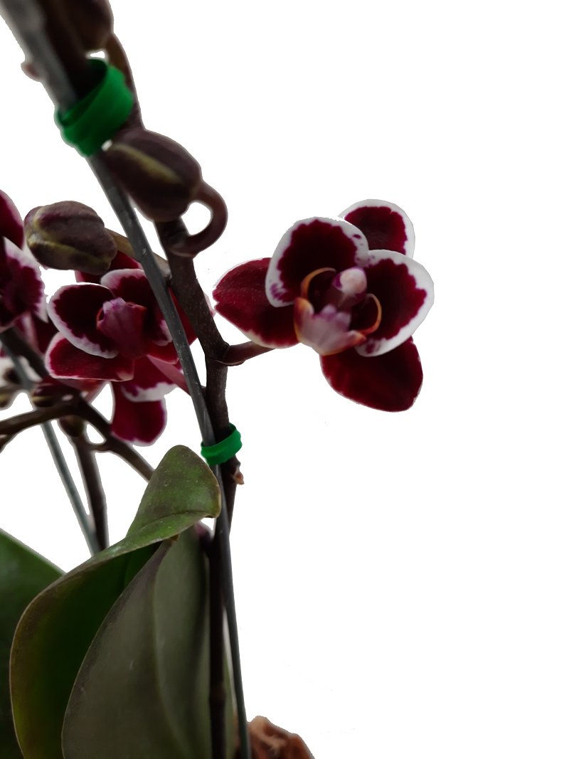 Plano medio de detalle flor orquidea vino tinto