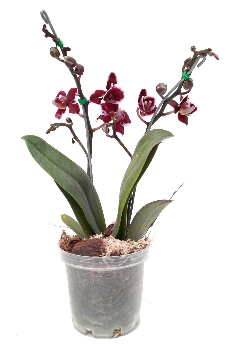 Plano entero de orquidea vino tinto