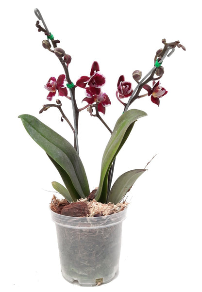 Plano entero de orquidea vino tinto