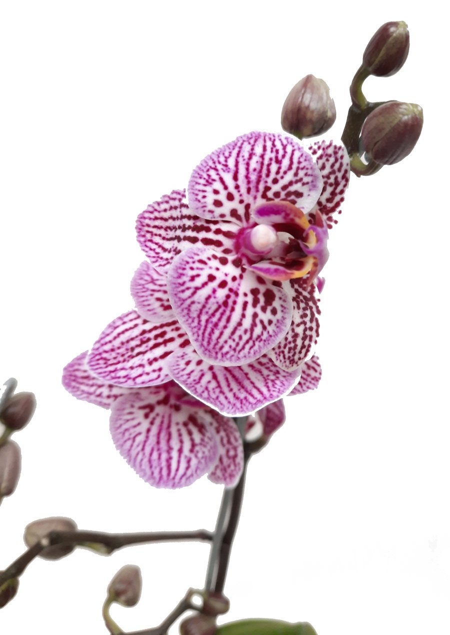 PLano medio de detalle flor orquidea mini rosada