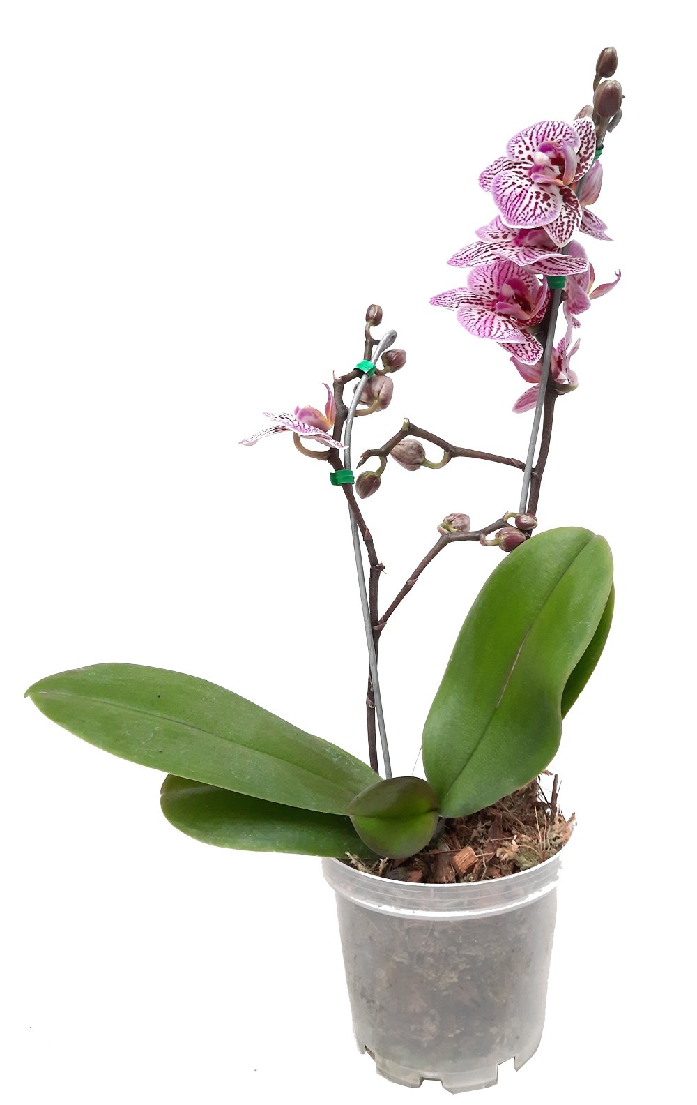 PLano entero de orquidea mini rosada