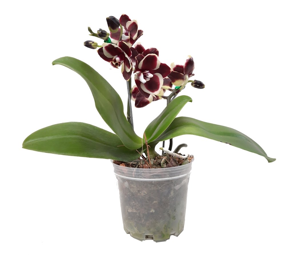 Plano entero de mini orquidea vino tinto