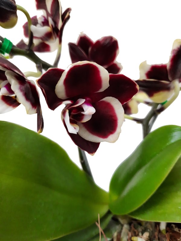 Plano medio de detalle de flor vino tinto