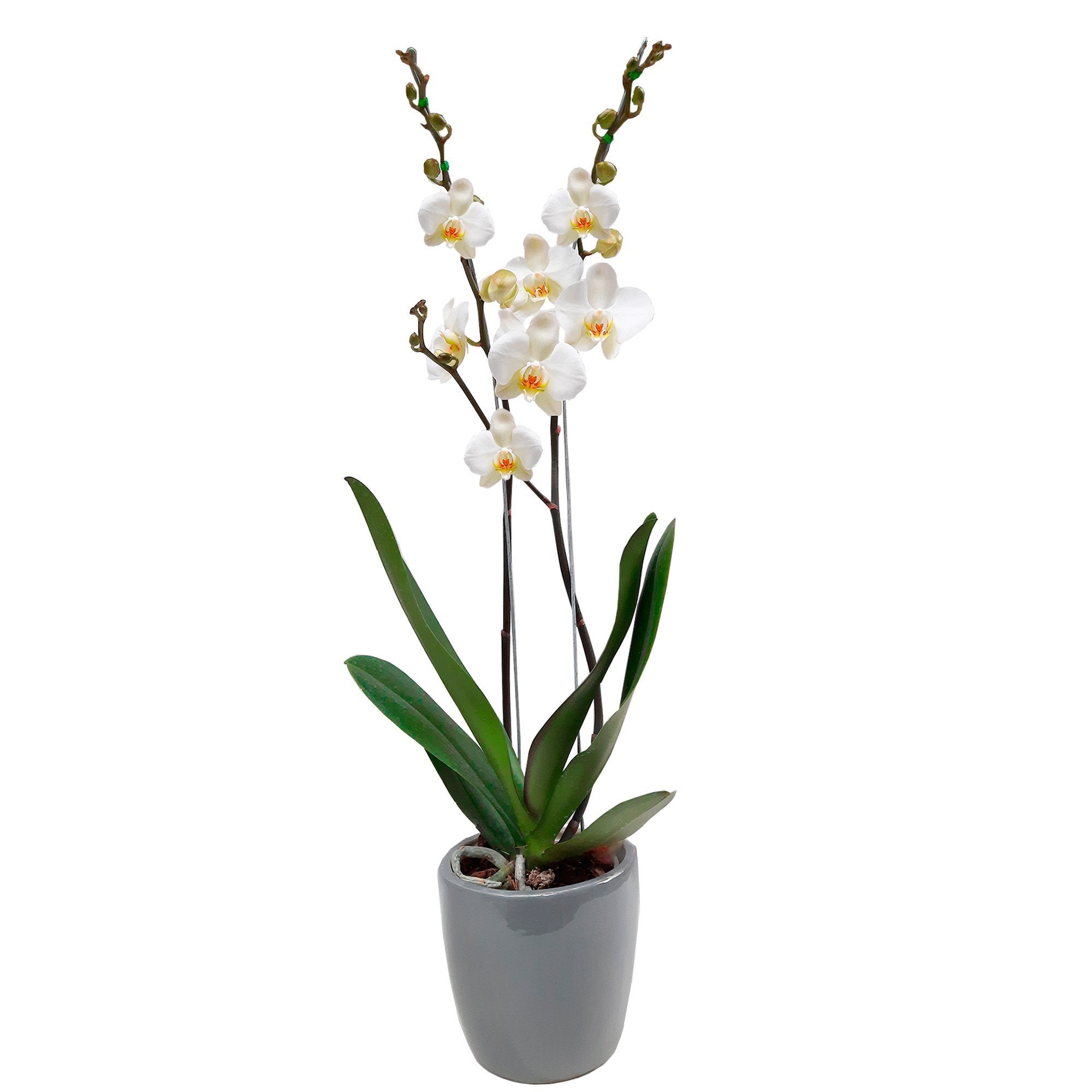 Orquídea con matera de ceramica gris