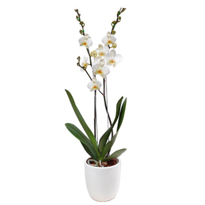 Orquídea con matera de ceramica blanca