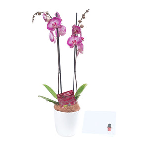 Orquídea de regalo con lo que incluye