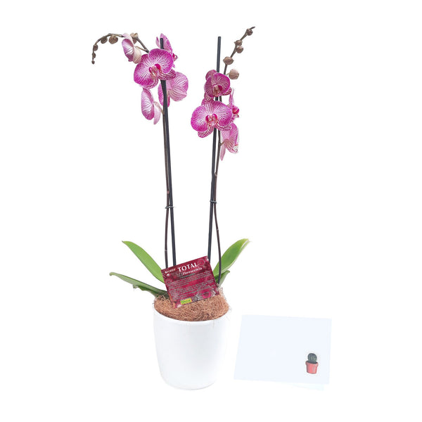 Orquídea Un regalo de los dioses