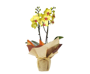 Plano entero de orquídea amarillo empacada en papel de regalo