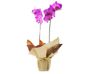 Plano entero de orquídea fucsia empacada en papel de regalo
