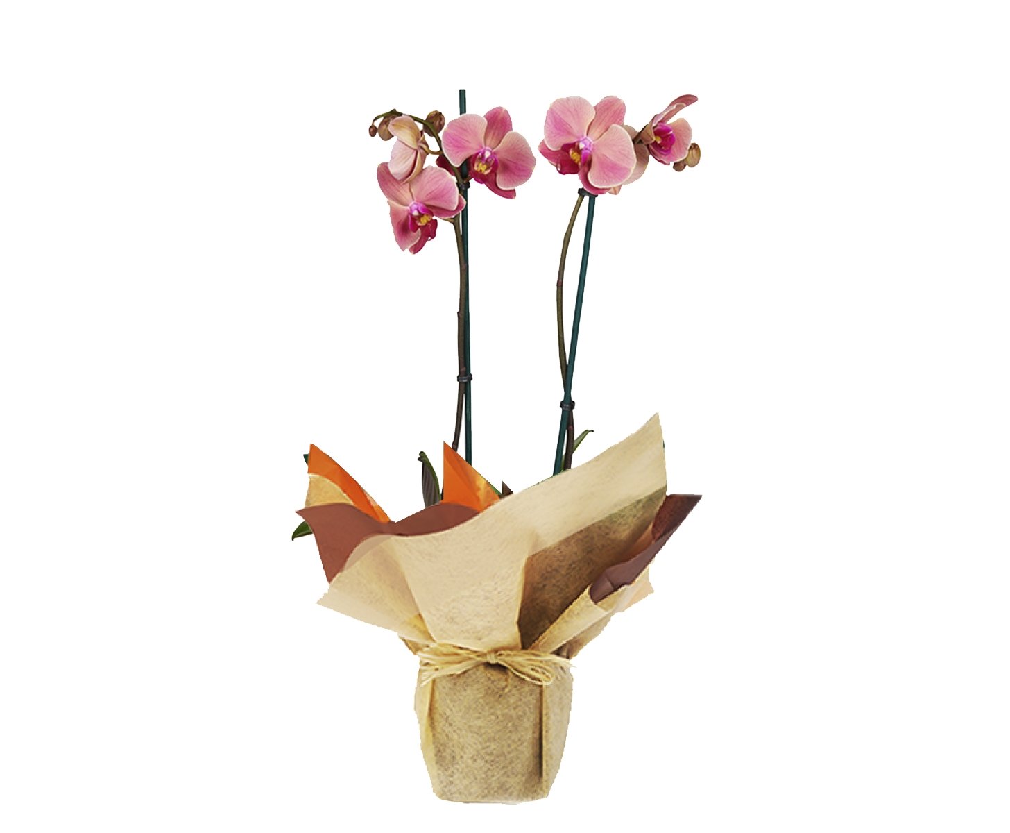 Plano entero de orquídea rosada empacada en papel de regalo
