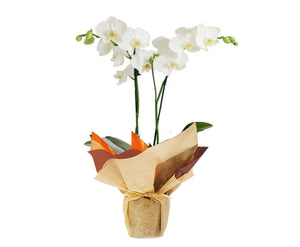 Plano entero de orquídea blanca empacada en papel de regalo