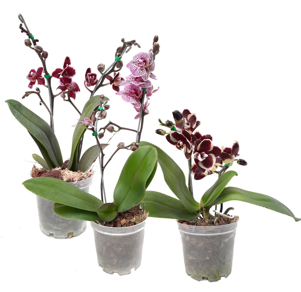 Plano entero de tres orquideas mini