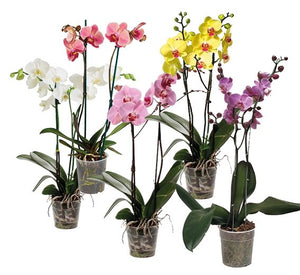 Plano general de varias orquideas de dos varas - variedad de colores