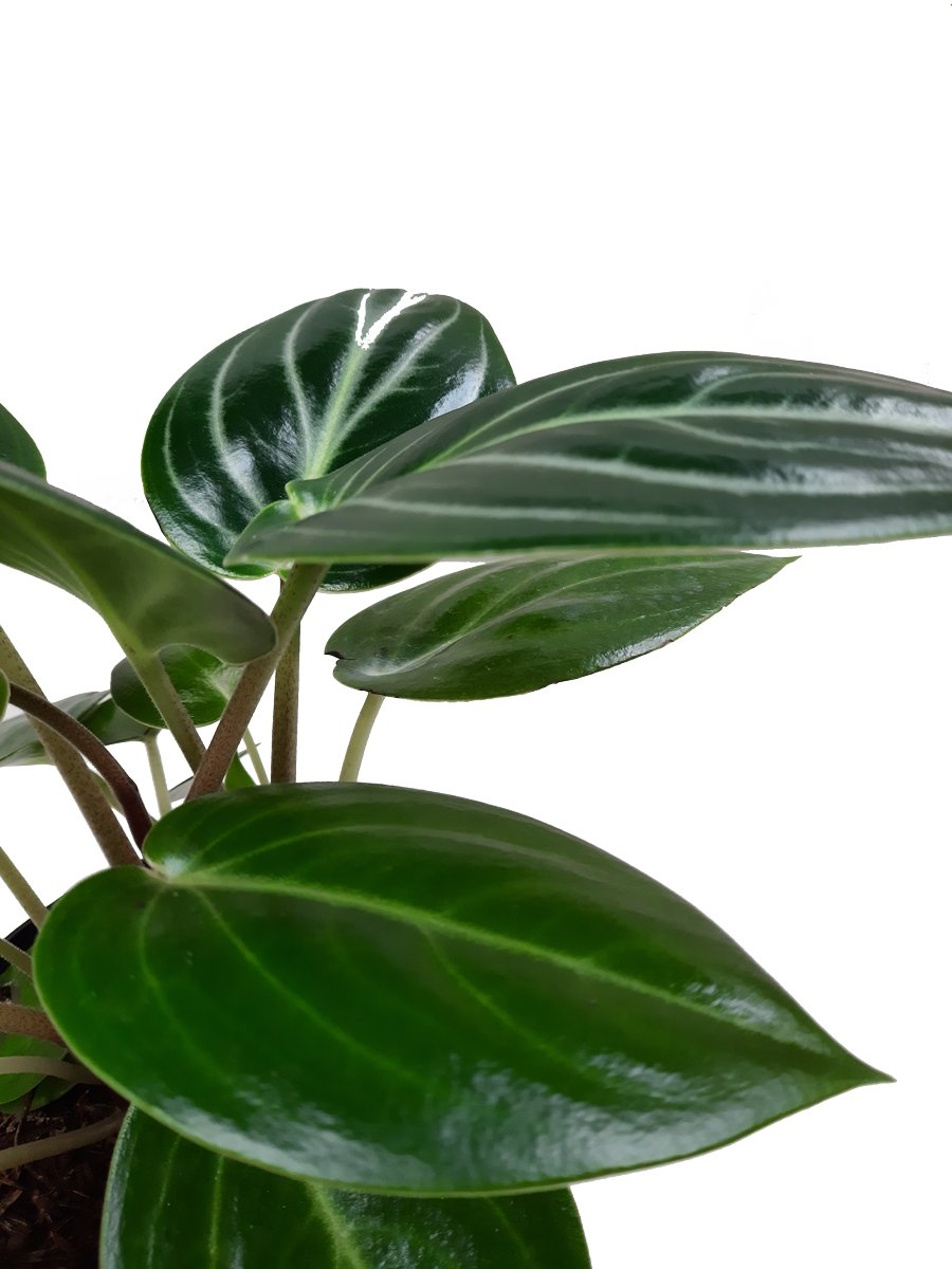 Plano detalle de follaje de peperomia espejito
