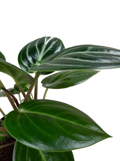 Plano detalle de follaje de peperomia espejito