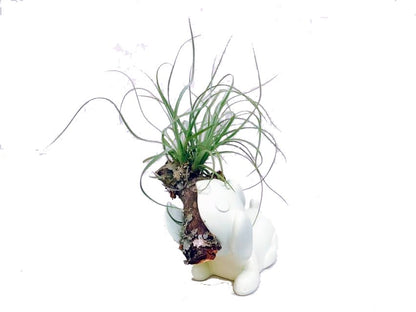 Perro con Tillandsia - Calyx plantas exoticas
