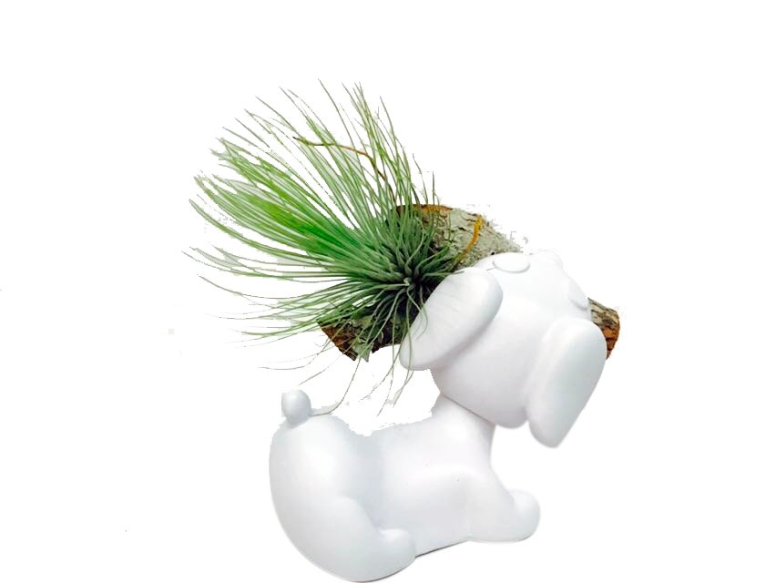Perro con Tillandsia - Calyx plantas exoticas