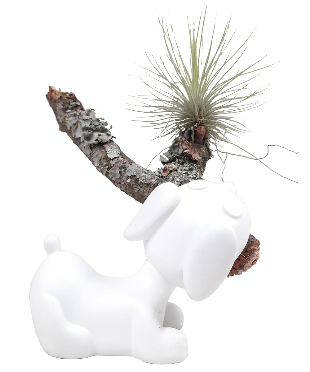 Perro con tillandsia 