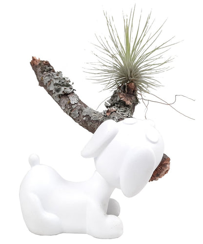 Perro con tillandsia 