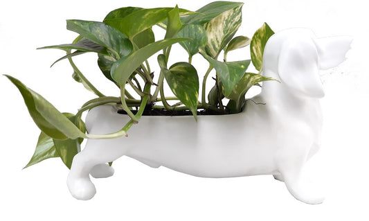 Perro salchicha con miami plano entero