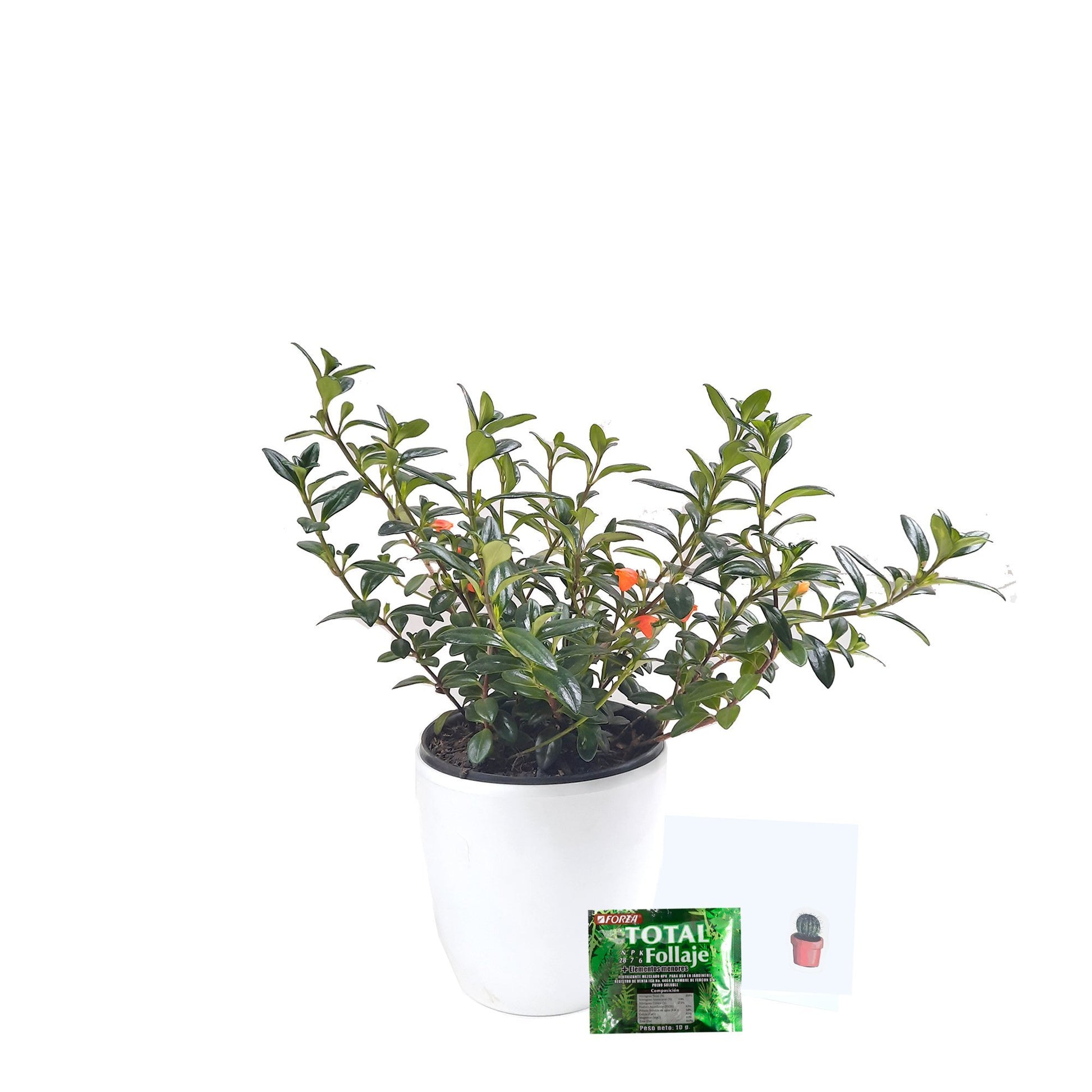 Planta pescadito con todo lo que incluye