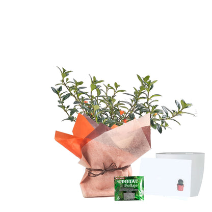 Planta Pescadito de regalo empacado