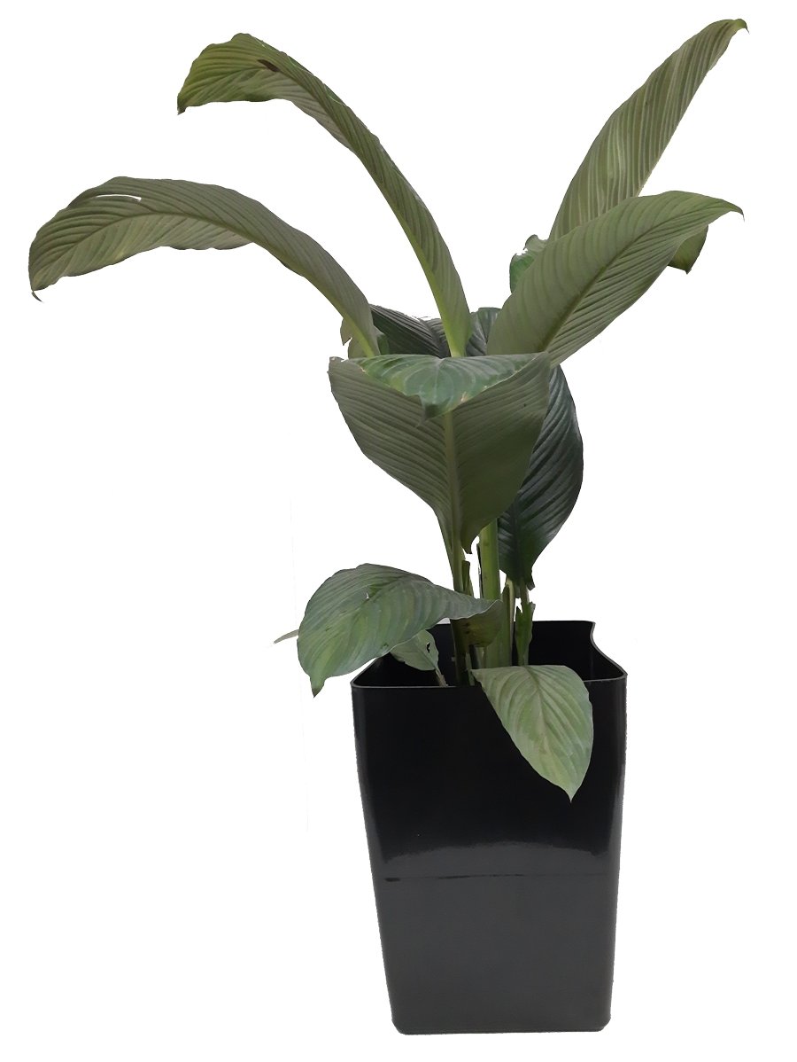 Philodendro planta plano entero