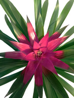 Cargar imagen en el visor de la galería, Bromelias Moradas - Calyx plantas exoticas
