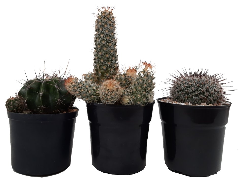 Plano entero de 3 cactus
