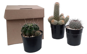 Plano entero de caja con 3 cactus