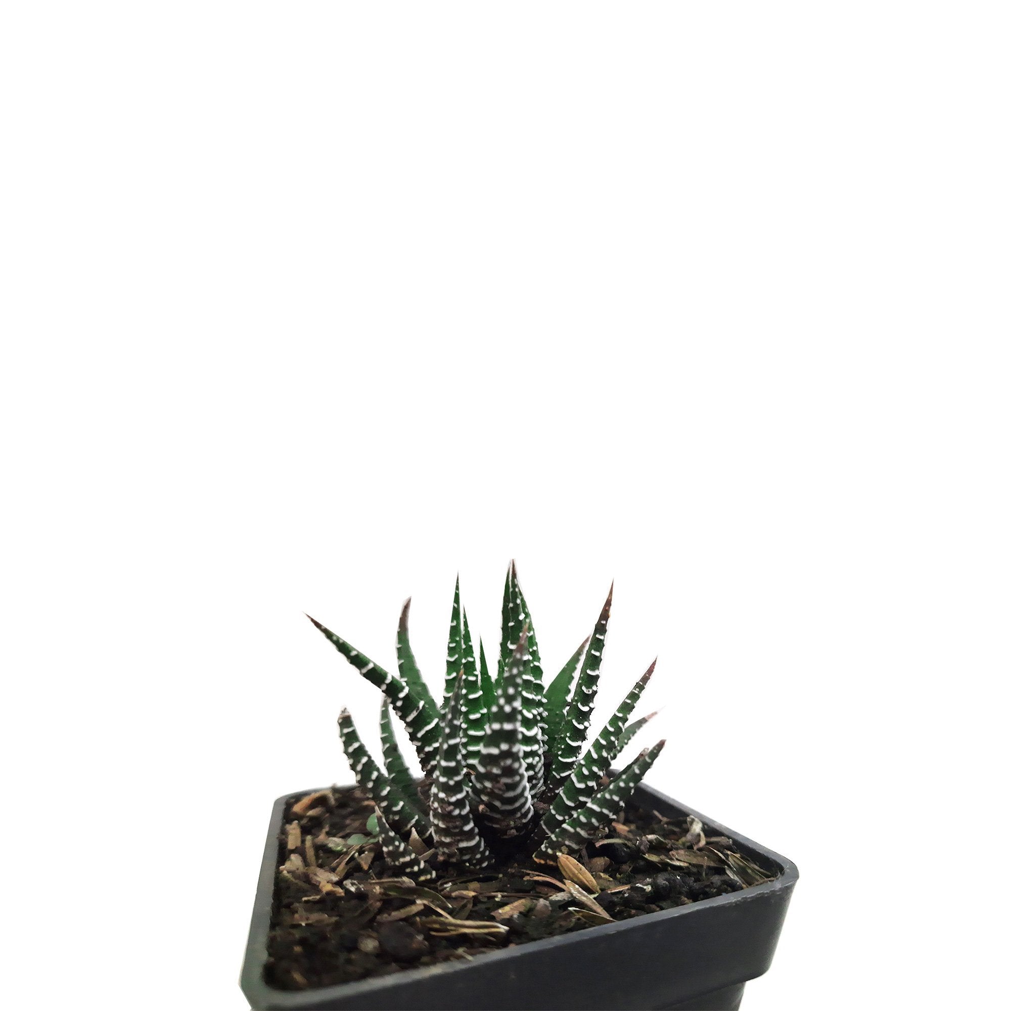 Suculenta Aloe Cebra plano detalle