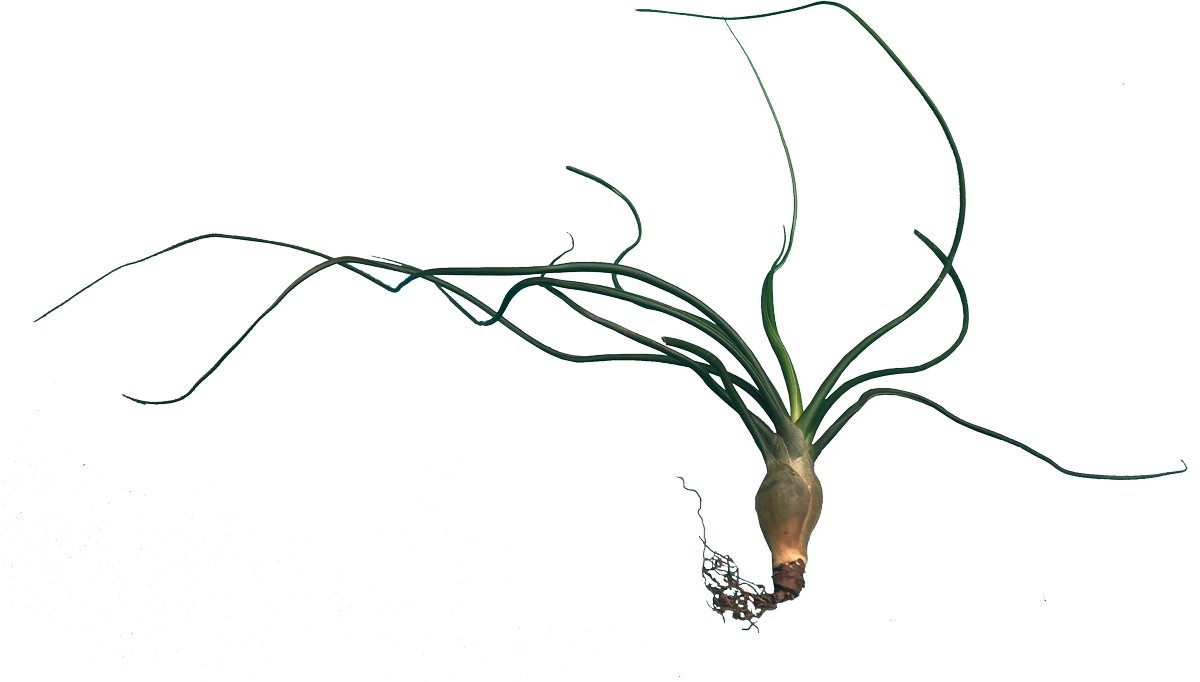Tillandsia Bulbosa plano entero