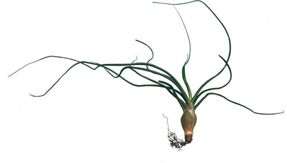 Tillandsia Bulbosa plano entero
