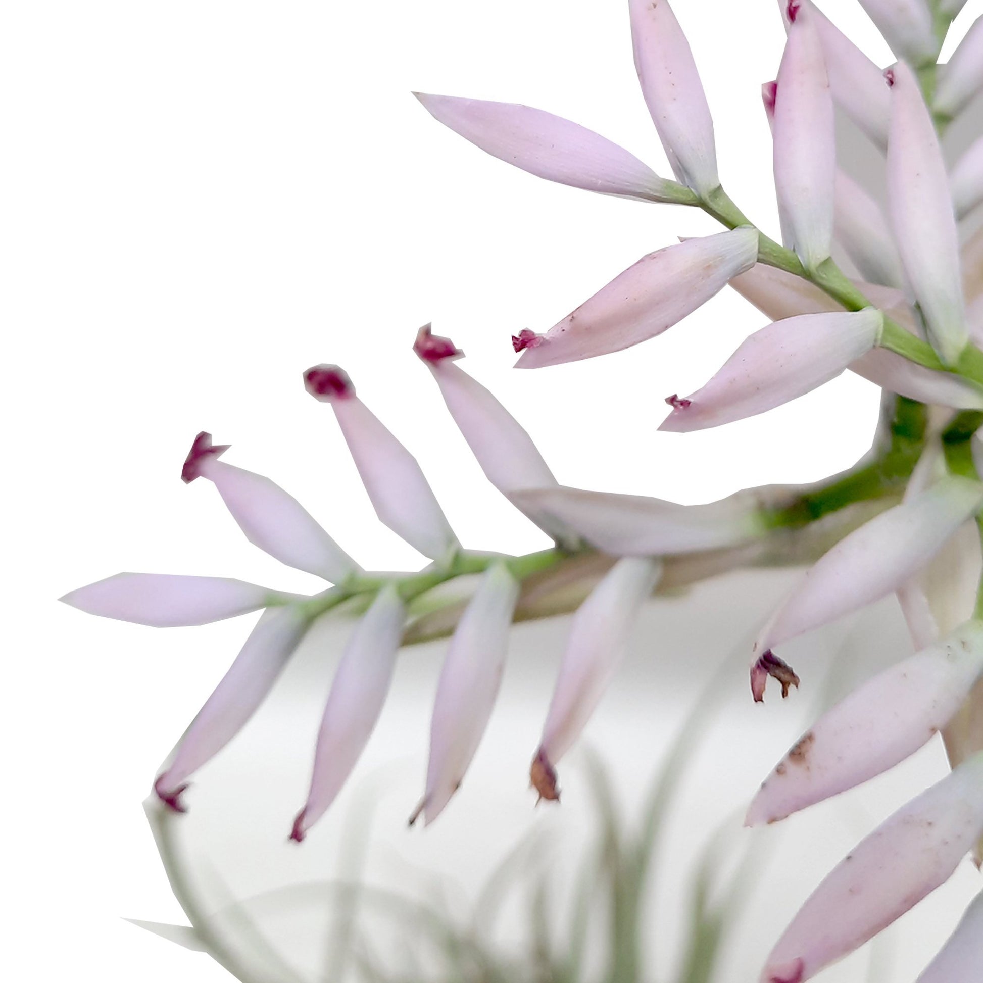 Tillandsia Cacticola plano detalle
