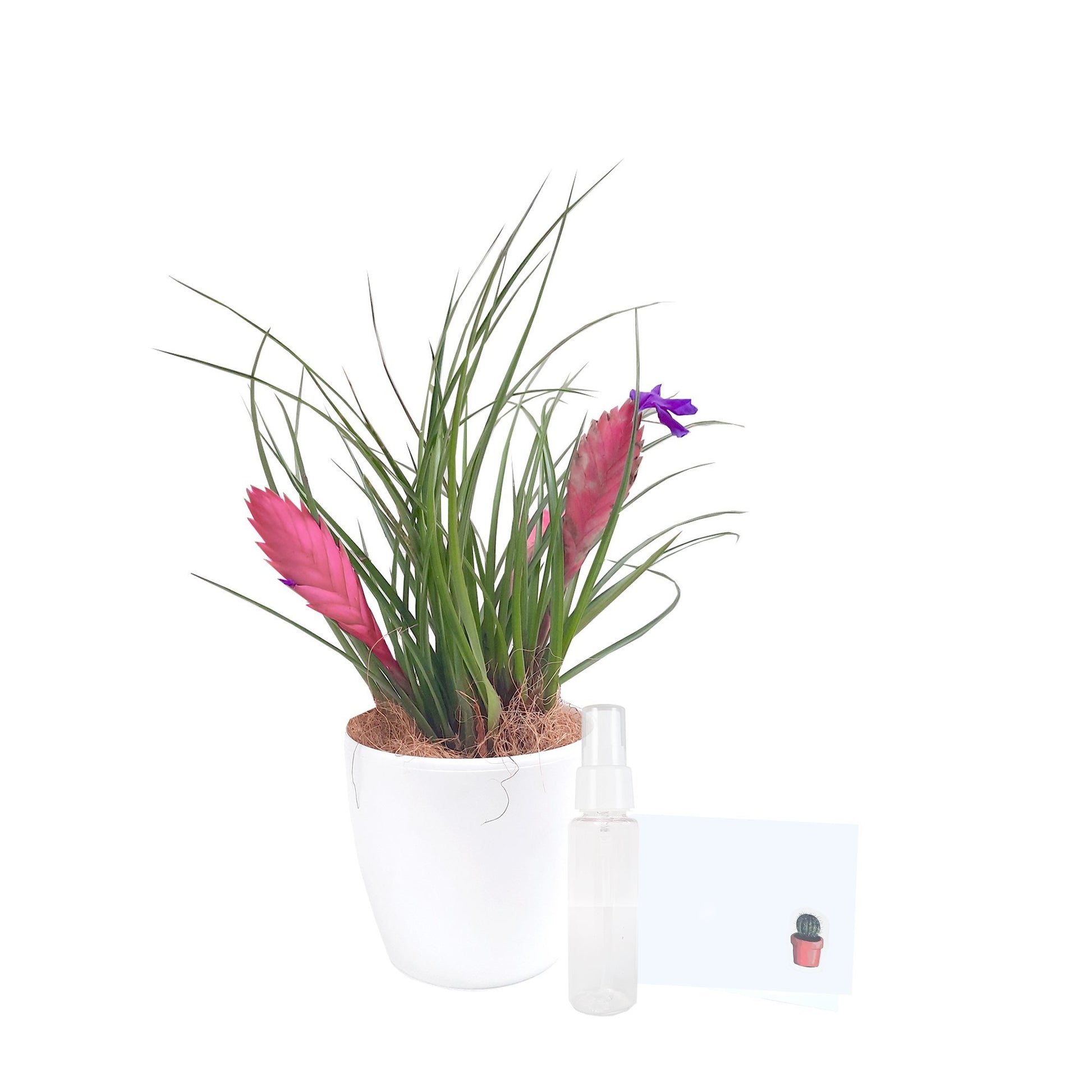 Tillandsia paradise con todo lo que incluye
