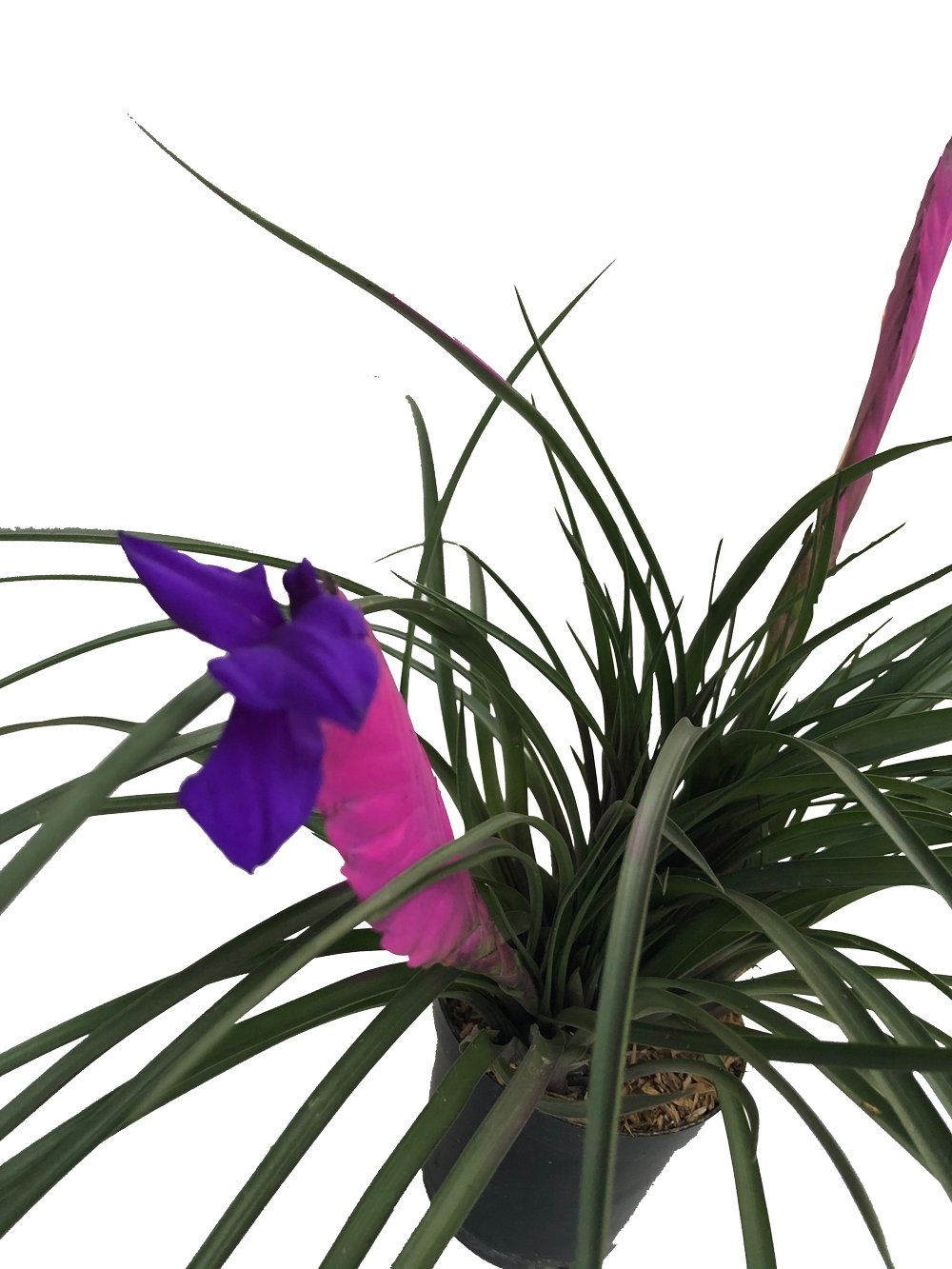 Plano cenital de tillandsia paradise con flor