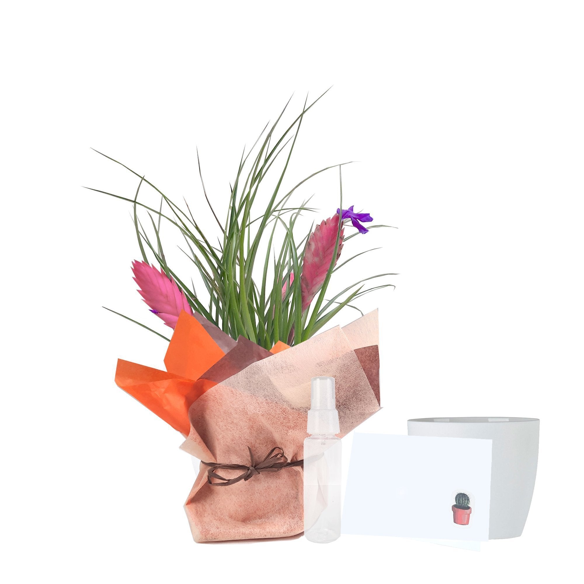 Tillandsia Paradise empacada para regalo