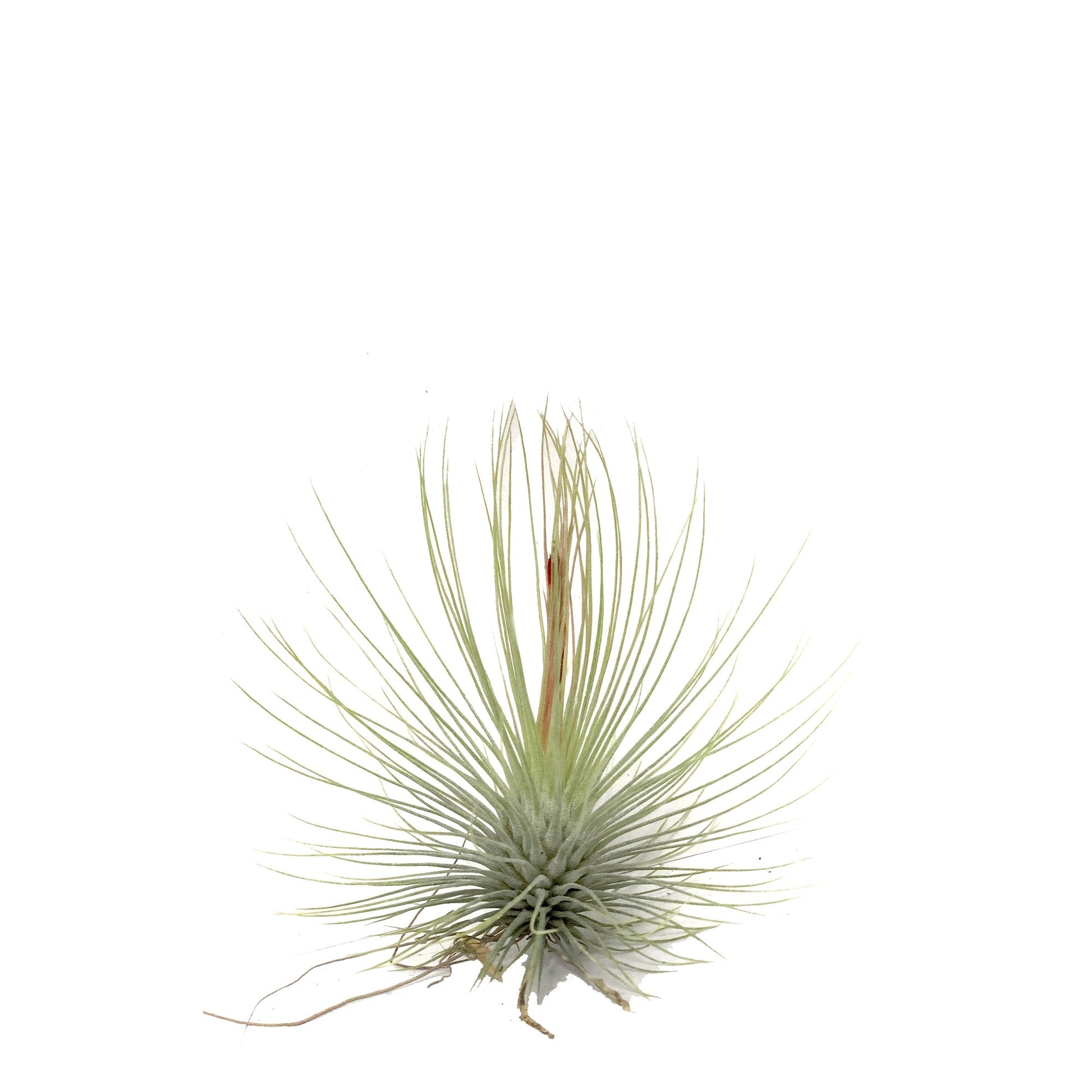 Plano entero de tillandsia andreana