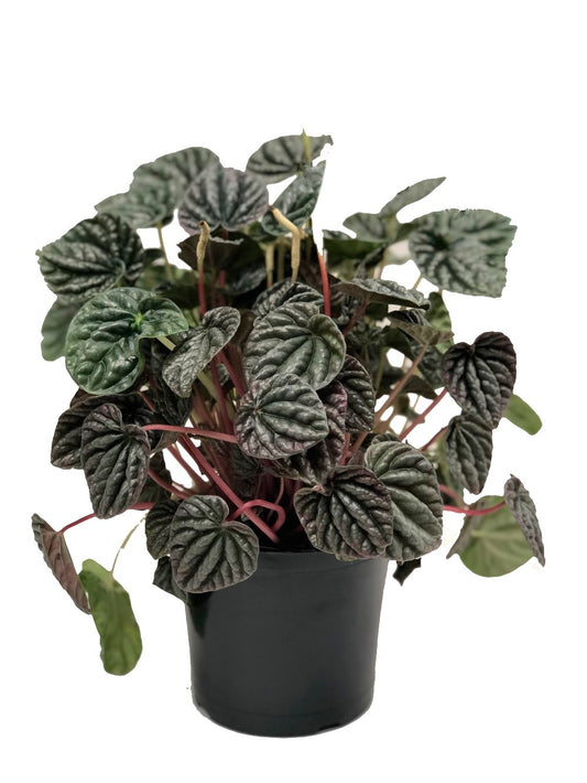 Peperomia velita plano entero