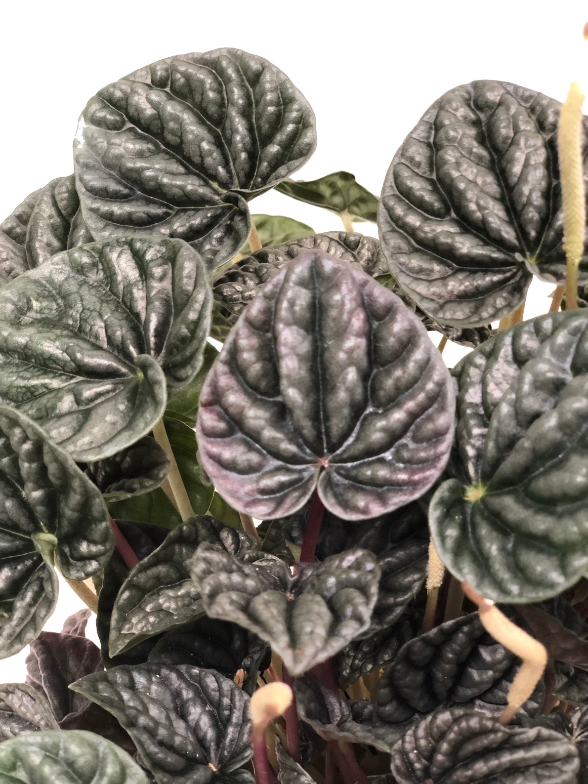 Plano detalle de peperomia velita grande