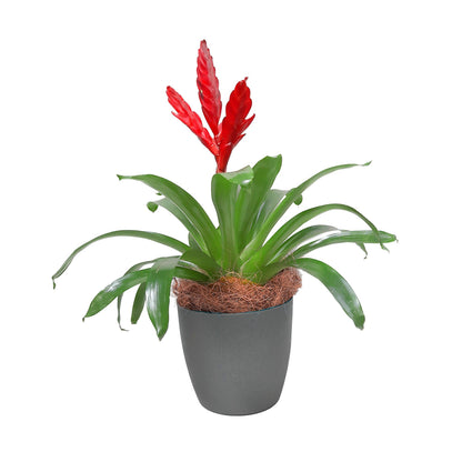 Ejemplo de fibra de coco con una bromelia y matera